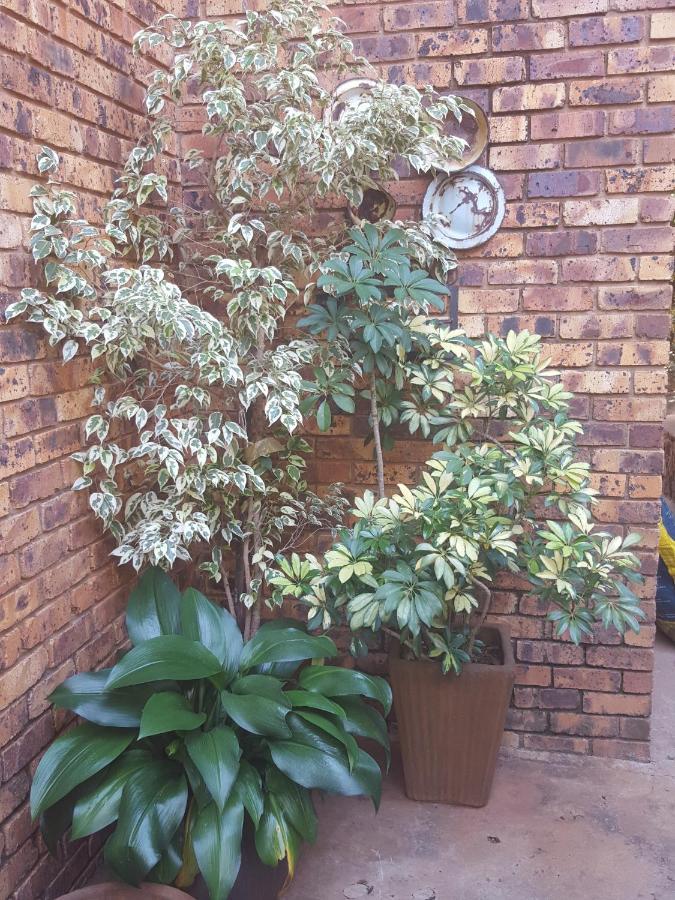 Grace Place Bnb Pretoria Bed and Breakfast Buitenkant foto